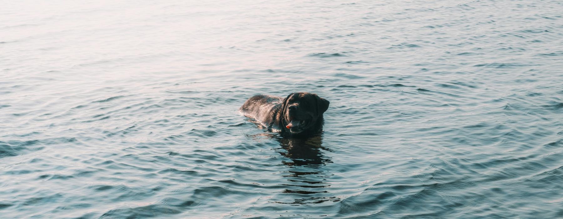 a dog swimming in water